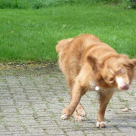 schuddennn