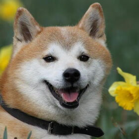 Gaijin met narcisjes...