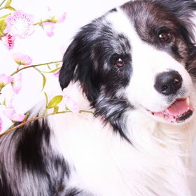 Flower Boy