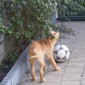 ik hou de tuin wel even bij baasje