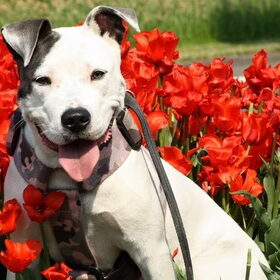 lady en de tulpen