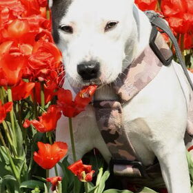tulpen dame