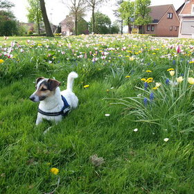 Melo + een bloemenveldje.