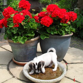 Melo en de bloemetjes.