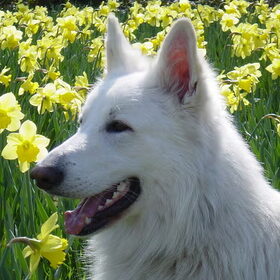 Mexx narcissen