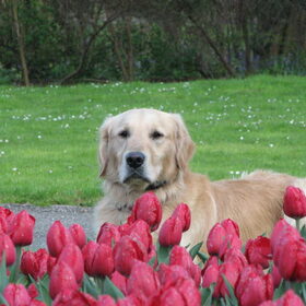 Royal Dutch Dobby in the Tulips