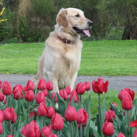 Dobby tussen de rode tulpen.