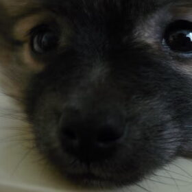 Toby