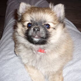 Toby de nieuwschierige