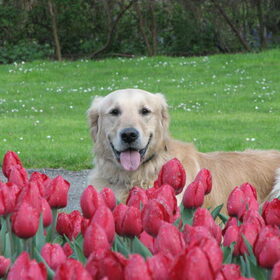 Dobby tussen de Rode Tulpen.