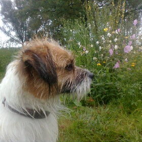 wilde flora en onze storm