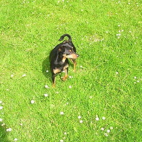 woody tussen de bloemetjes