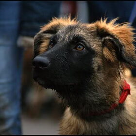 Geen titel