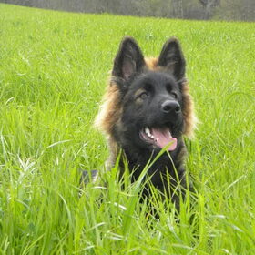 In het gras