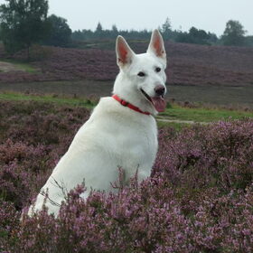 Lekker tussen de heide bloemetjes.