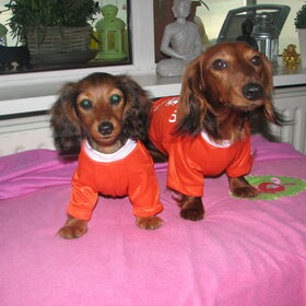 trouwe viervoet supporters