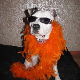 oranje boven