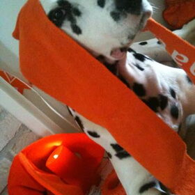 Oranje boven