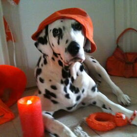Quinny en oranje = gezellig