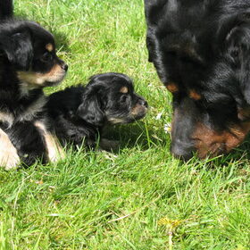 tyson en de pups