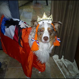 Mijn oranje leeuw :-)