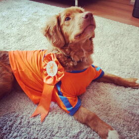 Fos Koninginnedag