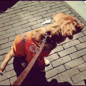 Fos Koninginnedag
