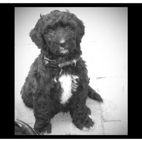 buddy in black and white