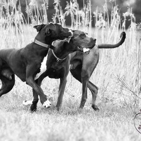 Athos & Sky