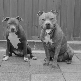 2 boefjes