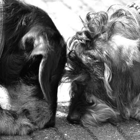 Samen...