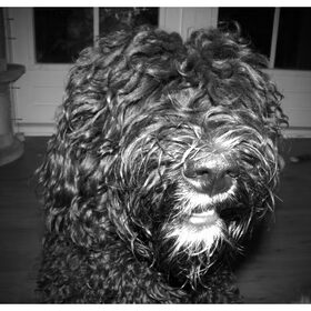 buddy met lang haar in zwart wit