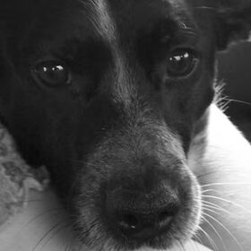 puppie ogen