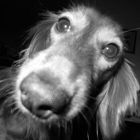 Yools alf (alien lifeform)