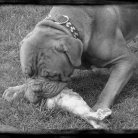 Brutus