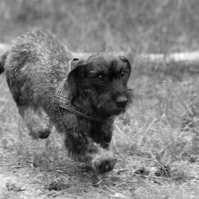 Speedy!