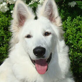 Close-up van Luna