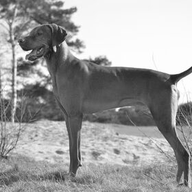 Soesterduinen