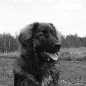 Ik hou zooveel van jouw! hij is zelfs mooi zonder kleur! :D
