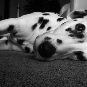 Quinny