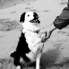 Man's best friend