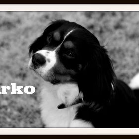 Arko