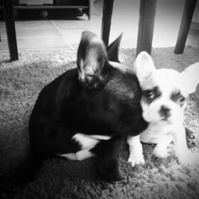 butch&bella