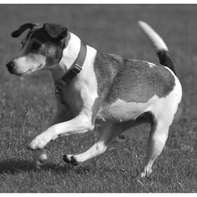 dribbel