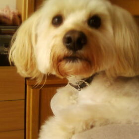 Skip