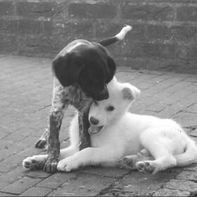 Pups in zwart/wit.