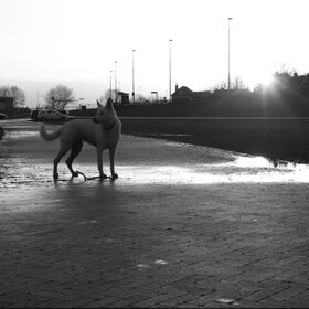 's ochtends in de haven