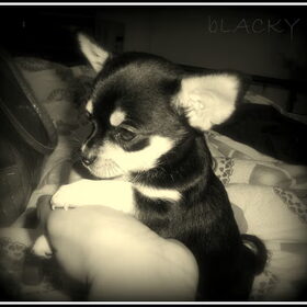 Blacky .. foto model !!
