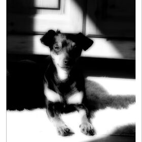 woody