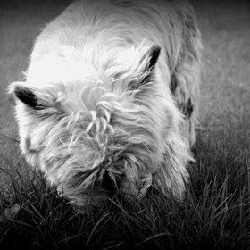 Snuffel :)